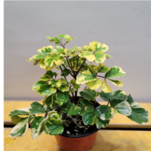 무늬파비앙(파비안느) 금색무늬가 독특해요, 1개