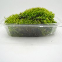 국산 꼬리이끼 한팩(18cmx14cm) 롤링모스가든, 1개