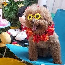 쭈쭈야 고양이 강아지 꽃 선글라스 도글라스 안경, 그린, 1개
