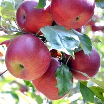 산지직송 경북영천 부사 햇사과 꿀사과 5kg 10kg 과일 선물용 가정용 흠과, 10k(흠사과 사이즈는랜덤)