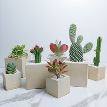 다육식물 중소형 당인 백도선 홍기린 다육이 농장 알뜰장터 추위에 강한 식물 다유기 다요기