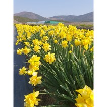 노랑 겹수선화 구근 30개