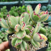 다육식물(웅동자금) 2개 랜덤 발송