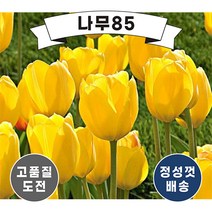 (나무85) 튤립 5종 시리즈, 1. 아펠돈 (10개묶음)