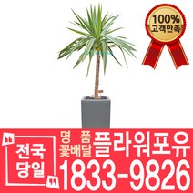칼라유카 개업화분 개업선물 배달 이사 실내공기정화