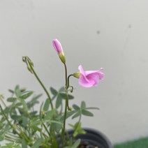 [다온야생화] N3420 옥살리스.스텔라타사랑초 (핑크) (10cm) [랜덤], 1개