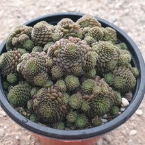 [다육식물]모난데스, 1개