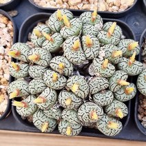 코노피튬 피시포르비 리톱스 다육이 탈피 랜덤1150, 단품, 1개