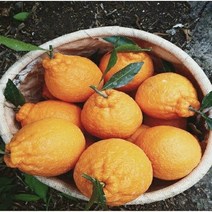 [위미농원] 서귀포 고당도 노지 한라봉 10kg, 노지한라봉(혼합과)5kg