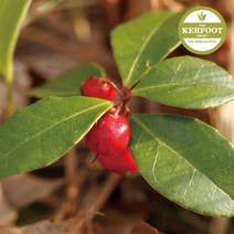 현hmsupre_다용도에센셜오일 아로마 천연 윈터그린 도오일♥rebirth, ♥rebirth500ml