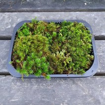 산솔이끼(19x15cm)/테라리움 비바리움 팔루다리움 DIY재료
