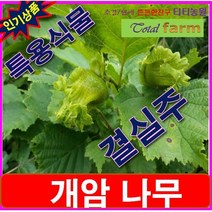 자작나무과/ 땅콩이나 호두맛/개암나무종자 결실주