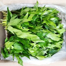 당귀잎 100g