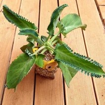 만손초 중품 다육이 풍성하고 예뻐지는 다육 식물 랜덤1-80