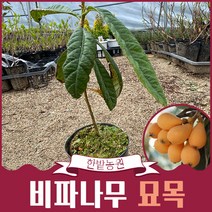 비파나무 묘목 3-4년생 포트묘 과실수 약용식물 유실수 재배 나무키우기 가든 원예 열매 모종