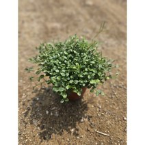 식물공장 야생화 겹물망초 소품 10-25cm 39