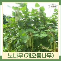 노나무 묘목 개오동나무 실생1년생 뿌리묘 5개
