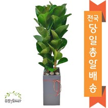 고급 대형화분 개업 축하 화분 전국 당일배송, 17. 인도고무나무