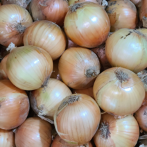 2023년 수확한 양파 햇양파 최상품 조생종, 5kg 중, 1개