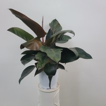 묵은둥이 콩고 레드콩고 중형 25~40cm 89