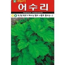 채소 종자 어수리씨앗(50립) (A0066)