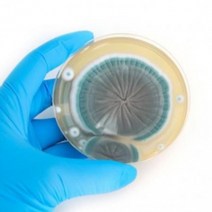 곰팡이 (진균류), 칸디다알비칸스