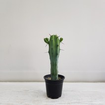 온누리농원 용심목