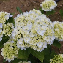 (한울농원) 원예수국 엔들레스썸머 17센치 포트묘 1주, 더브라이드 17센치 포트묘