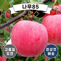 (나무85) 사과나무묘목 미얀마 R3 홍로 R3, 미얀마 R3 내외 분, 1개