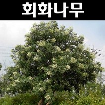 회화나무 묘목 실생2년 뿌리묘 10개/정원/공원/조경수