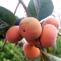 [모든원예조경] 감나무 묘목 (접목1년생) 모음 감묘목, 차량단감(특묘)