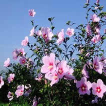 순희농장 무궁화나무묘목 무궁화묘목 포트100cm 2개 개화주 정원수, 무궁화분또는 포트-2개