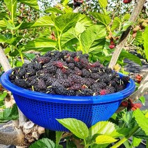 친환경 냉동오디 5kg 오디열매 오디의효능 오디효능, 국내산 무농약 냉동 오디 5kg