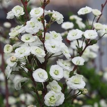 같이가치농원 장미조팝나무 (포트묘)