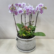 루아데코 퀵 배송 서양란 취임축하문구 퇴임식축하문구 전시회축하문구 송파서양난, 4.그린