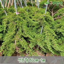 착한가격나무생각 선눈향 80cm~1m, 주