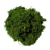청이끼(약 400 ~ 500 g)