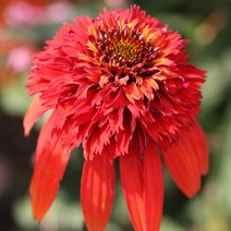 [뿌리묘]에키나세아(더블)-핫파파야 뿌리1개