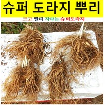 묘목/슈퍼 도라지(으뜸 도라지)1년근(100주) KJ509