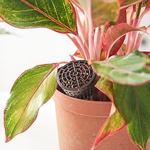 화분 비료통 고체 비료 화분 픽 꽂이