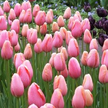 [꽃모종]튤립 : 10cm분, 맨톤