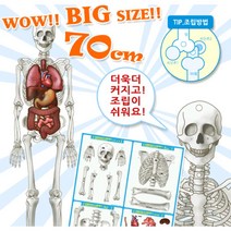 초등 과학교구 인체골격(장기모형)만들기 (10개) 과학세트 실험재료