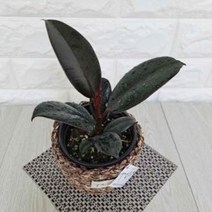 멜라니고무나무(소) 실내공기정화식물