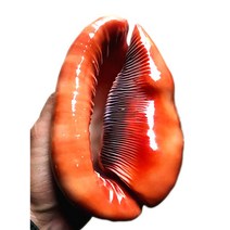 말보나조개소라관람소장 4대명나홈입호벽장식현관초 공예-40624, 01.소장 레벨 18cm 이상까지