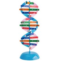DAN개념 이중나선 DNA 입체모형 DIY 관찰학습 세포 홈스쿨 조립키트