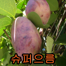 슈퍼대실으름 삽목2년포트묘3그루 으름나무 다래나무 나무 묘목 과일나무 덩굴식물