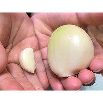 코끼리마늘, 코끼리마늘5kg