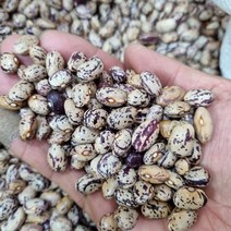 22년산 호랑이강낭콩/국산강낭콩/호랑이강낭콩/22년산마른햇강낭콩, 1개, 2kg