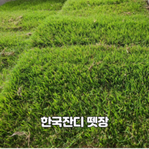 한국잔디뗏장 18*18*2cm(가로*세로*두께)-60장 (2m2용) 정원 산소 공원용 낮은키 질감우수 병해강 더위 추위강