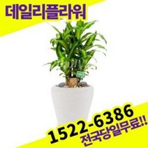 행운목 카페 개업 집들이 개원 사무실이전 오픈